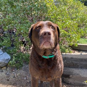 Meet your Posher, Brooke e